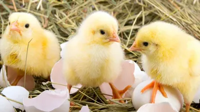 Druhý ročník Inkubátoru sociálních podniků vyhlášen